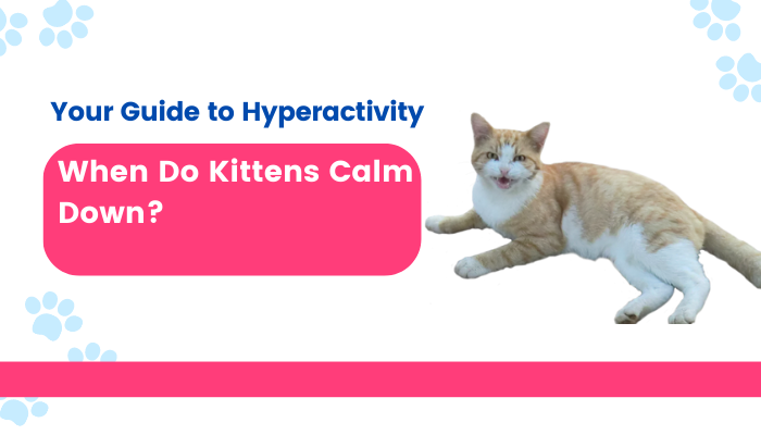 When Do Kittens Calm Down? Your Guide to Hyperactivity