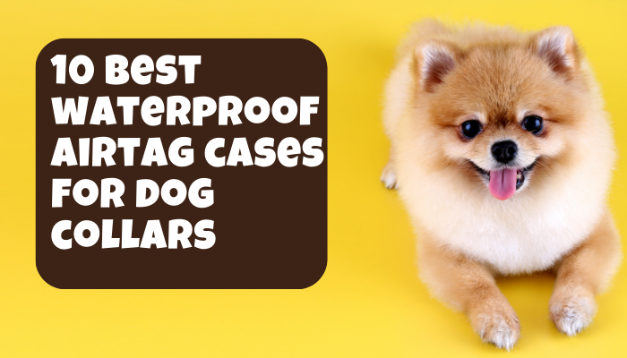 10 Best AirTag Cases for Dog Collars: A Comprehensive Comparison