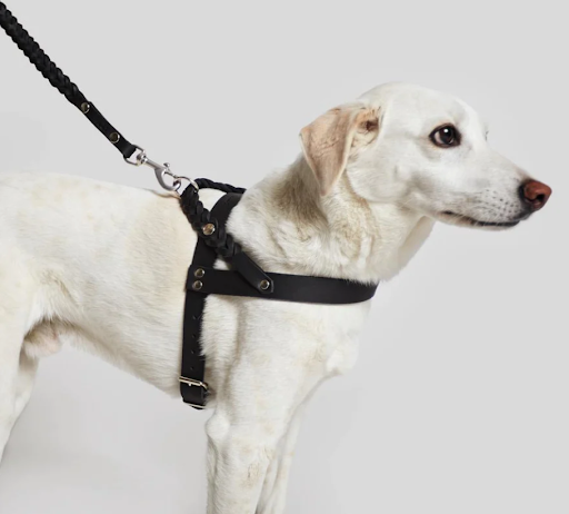 Harness in Central Park